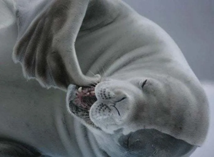 30 Amusing Photos Of Seals Who Can’t Contain Their Laughter