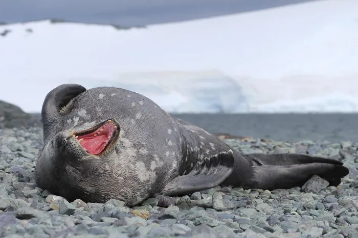 30 Amusing Photos Of Seals Who Can’t Contain Their Laughter