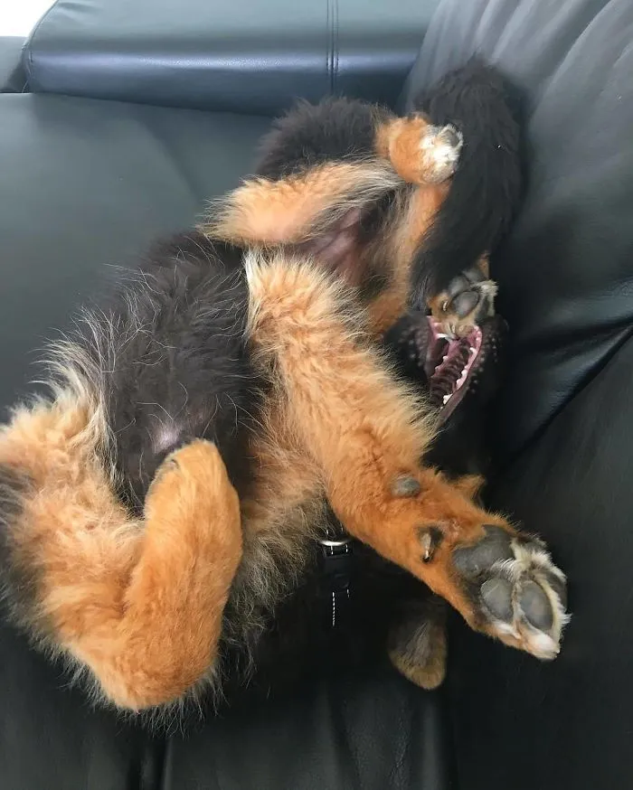 Please See Instruction Manual Before Assembling German Shepherd Puppy
