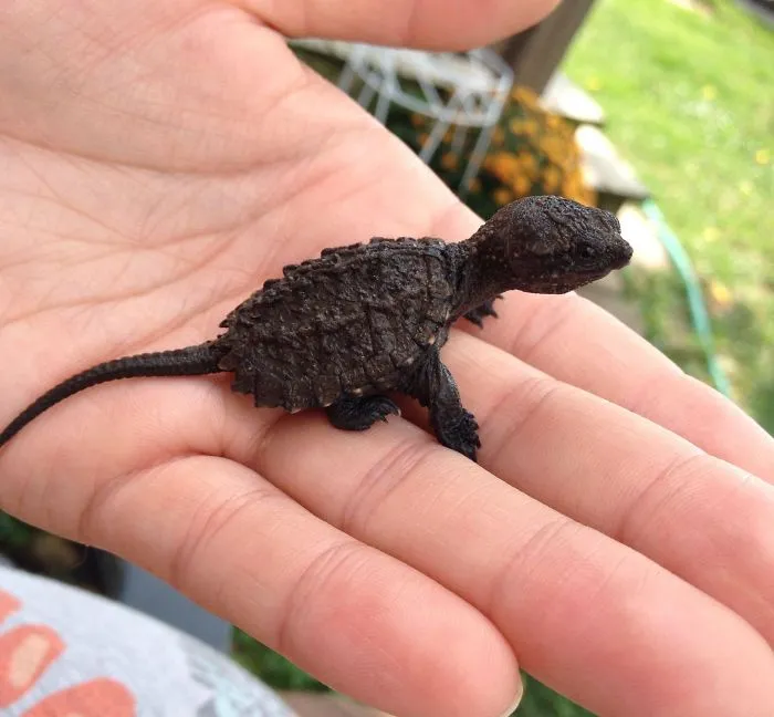 Las crías de tortuga mordedora parecen dinosaurios