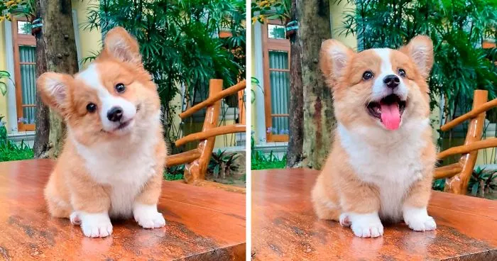 Meet Baby, The Corgi That Loves Everyone And Has A Feisty Personality (31 Pics)