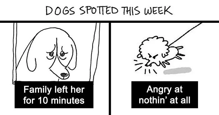 Artist Illustrates The Personalities Of Dogs She Spots Every Week In "The Good Boy Report" (35 Pics)