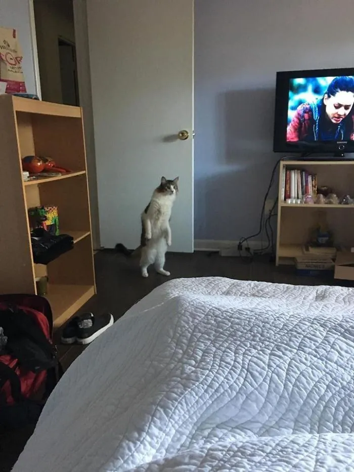 30 Cats Who Decided To Pretend To Be Penguins