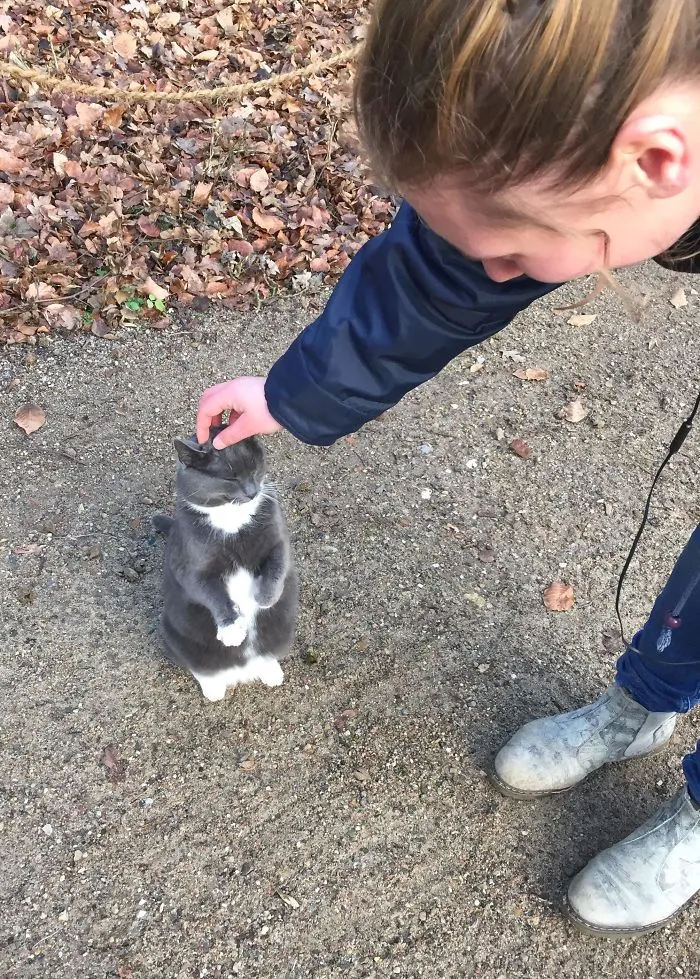 30 Cats Who Decided To Pretend To Be Penguins