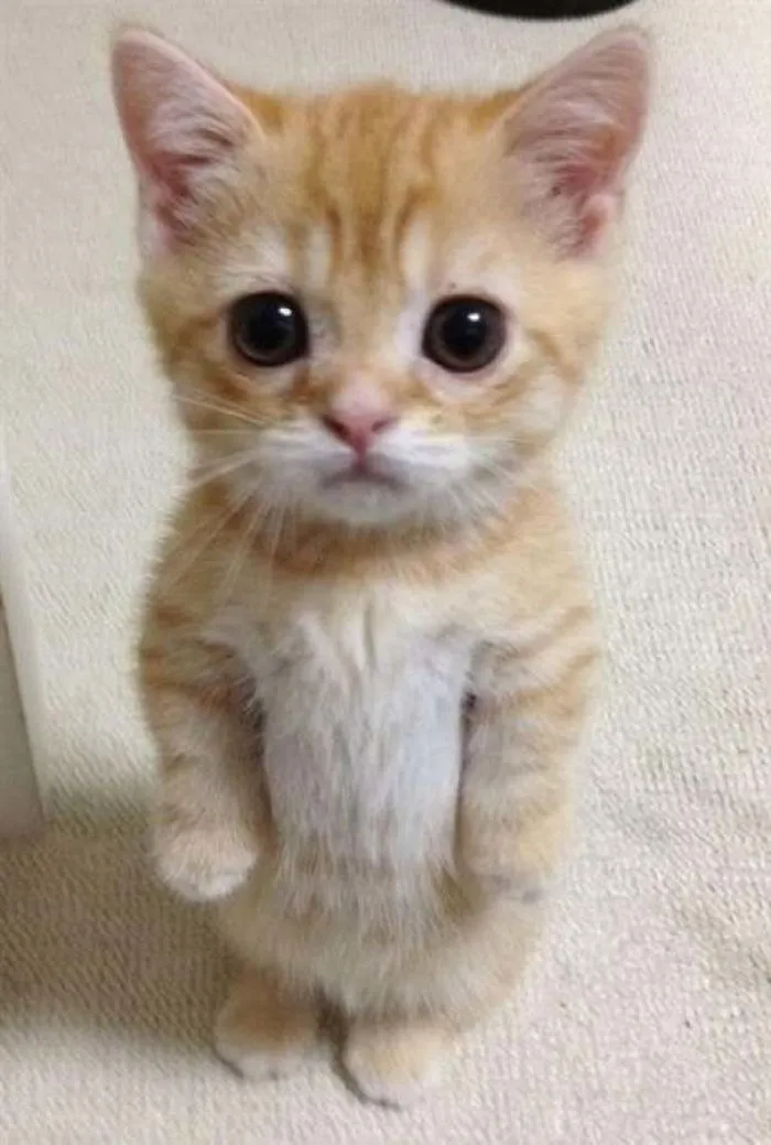 30 Cats Who Decided To Pretend To Be Penguins