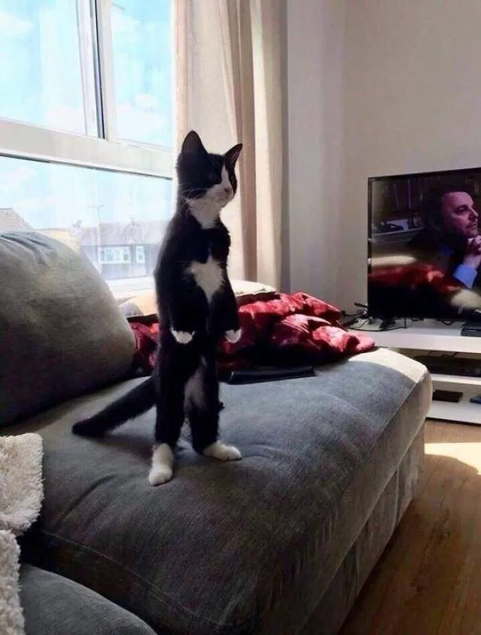 30 Cats Who Decided To Pretend To Be Penguins