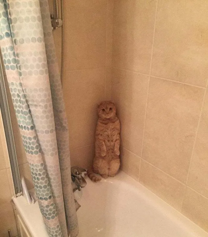 30 Cats Who Decided To Pretend To Be Penguins