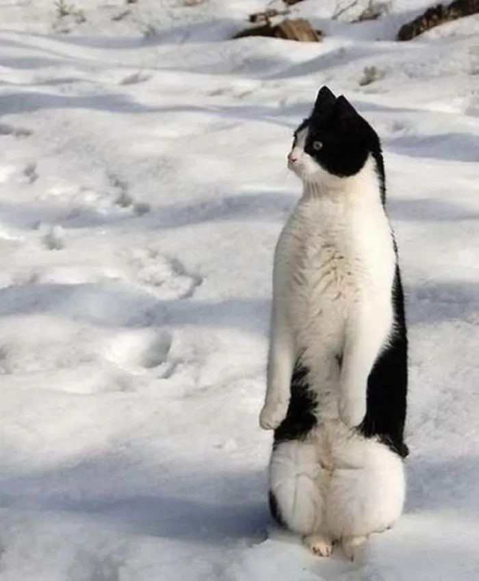 30 Cats Who Decided To Pretend To Be Penguins