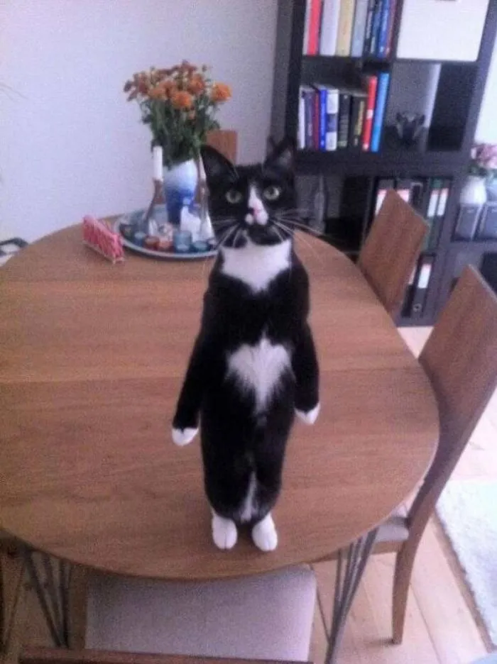 30 Cats Who Decided To Pretend To Be Penguins