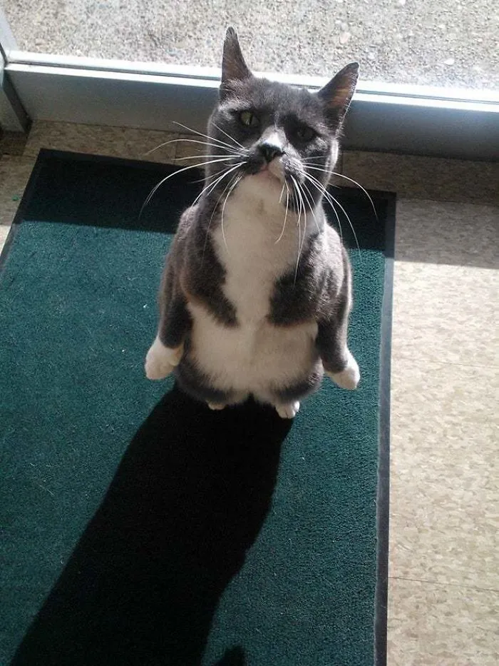 30 Cats Who Decided To Pretend To Be Penguins