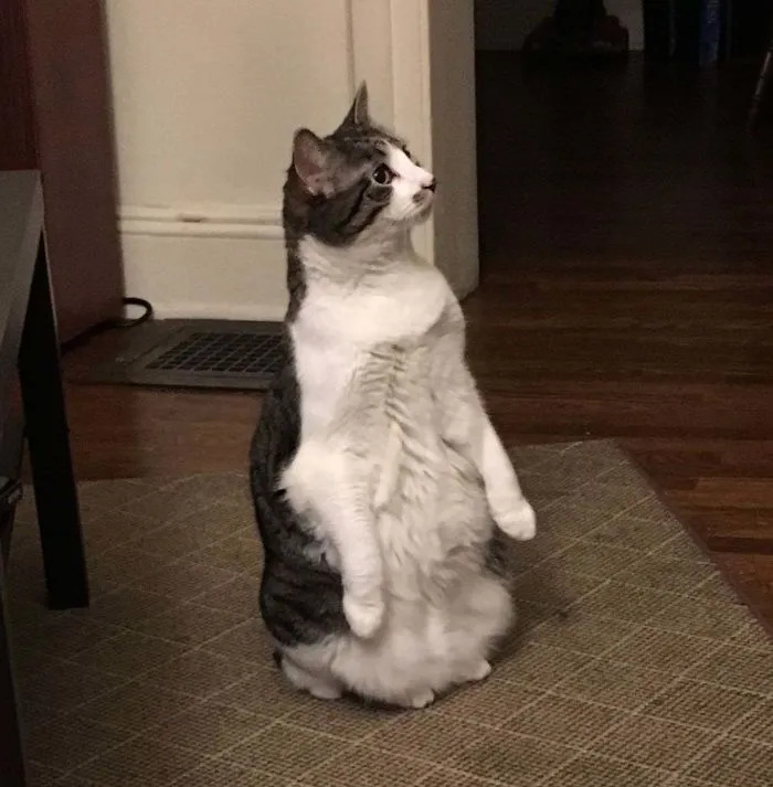 30 Cats Who Decided To Pretend To Be Penguins