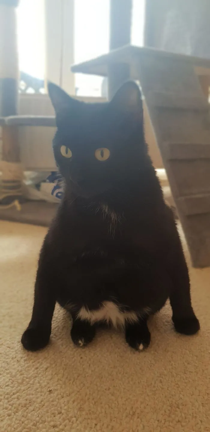 30 Cats Who Decided To Pretend To Be Penguins