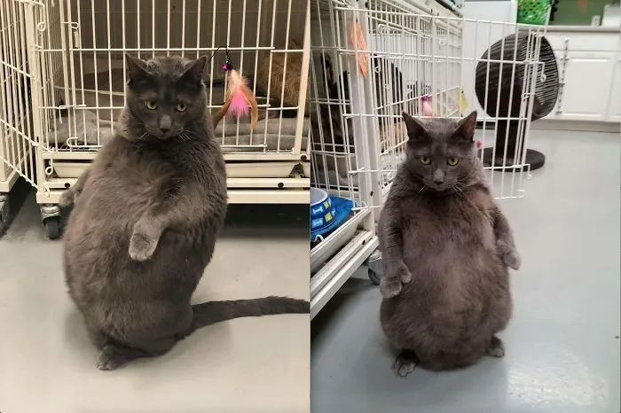 30 Cats Who Decided To Pretend To Be Penguins