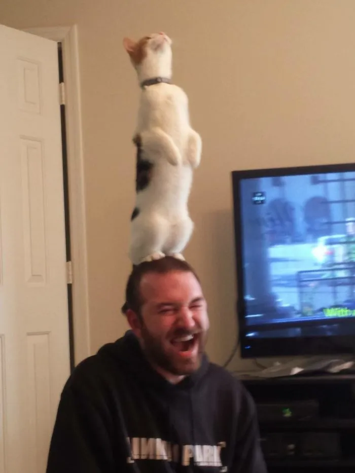 30 Cats Who Decided To Pretend To Be Penguins