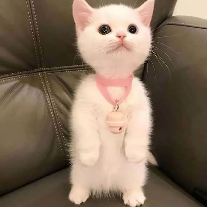 30 Cats Who Decided To Pretend To Be Penguins