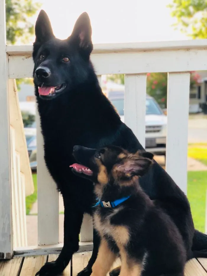 My New Puppy Admires The Heck Out Of Her Older Brother