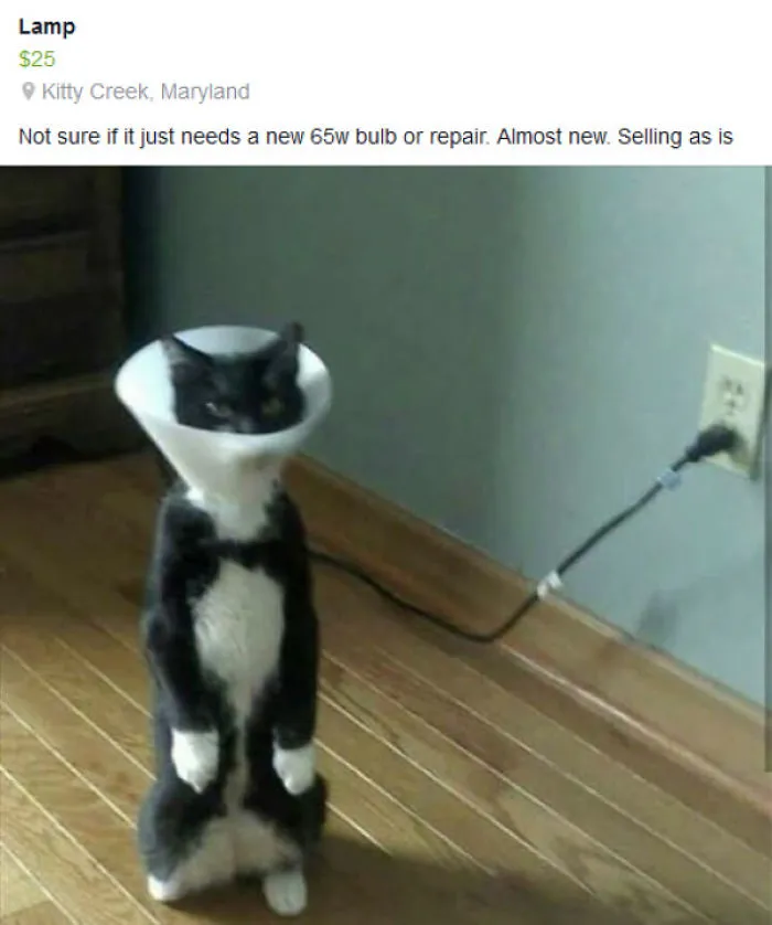 30 Cats Who Decided To Pretend To Be Penguins