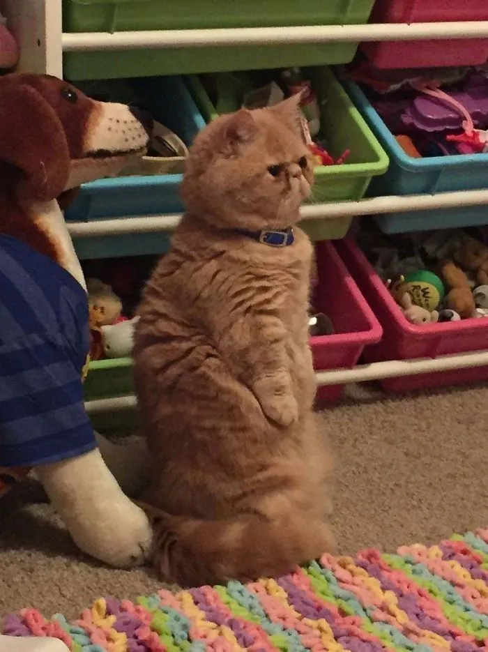 30 Cats Who Decided To Pretend To Be Penguins