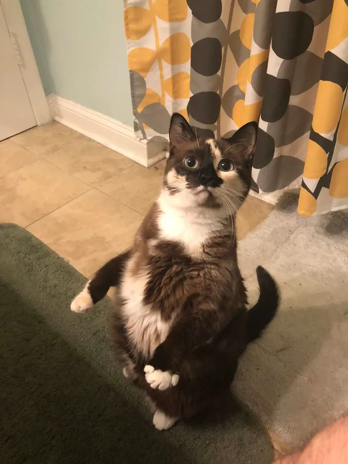 30 Cats Who Decided To Pretend To Be Penguins