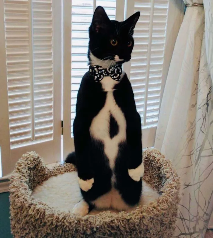 30 Cats Who Decided To Pretend To Be Penguins