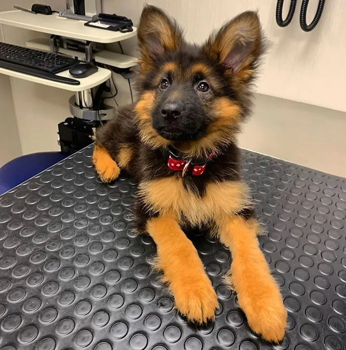 Adorable German Shepherd Puppy At The Vet