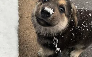 40 Times German Shepherd Puppies Were The Purest Things In The World