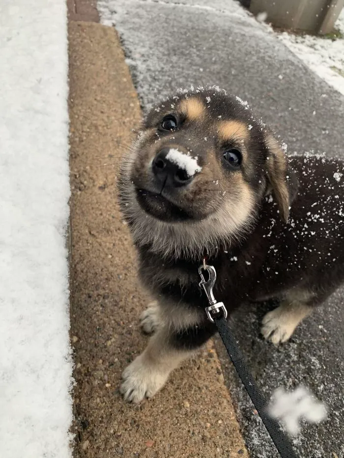 My Puppy Gigi, Figured She Could Get Some Love Here