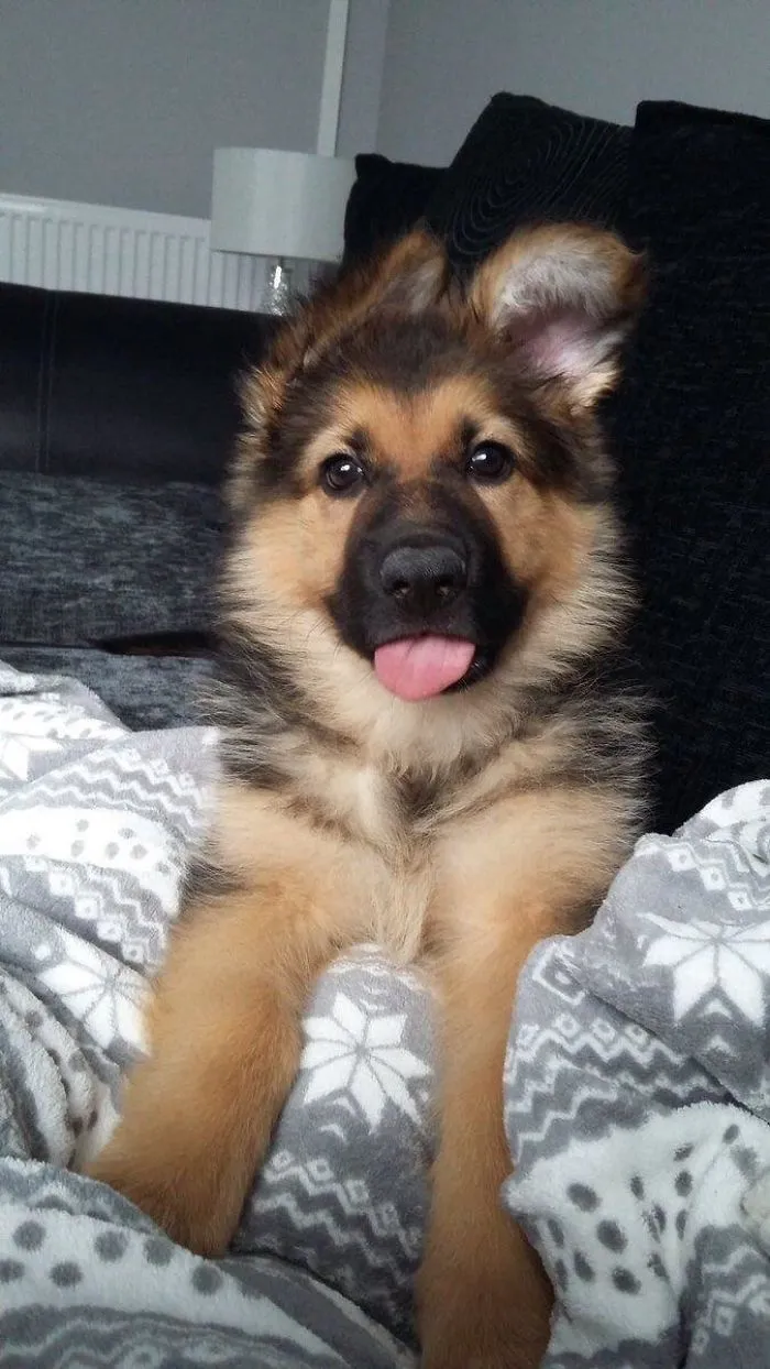 Adorable German Shepherd