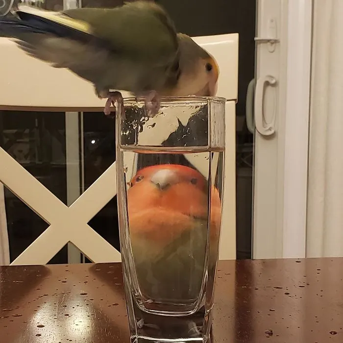 People Are Sharing Hilarious Distorted Pictures Of Animals Through Glasses (20 Pics)