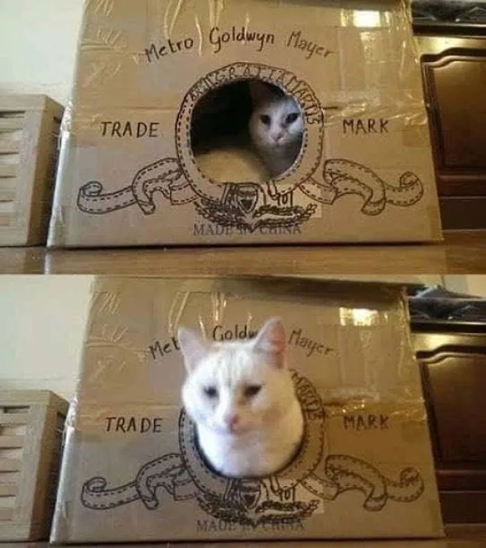 30 Times People Built Their Cats A Cardboard Fort And It's An Ecological Solution To Where To Put All The Boxes