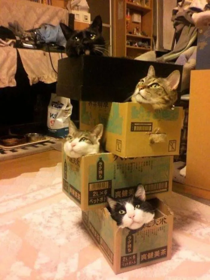 30 Times People Built Their Cats A Cardboard Fort And It's An Ecological Solution To Where To Put All The Boxes