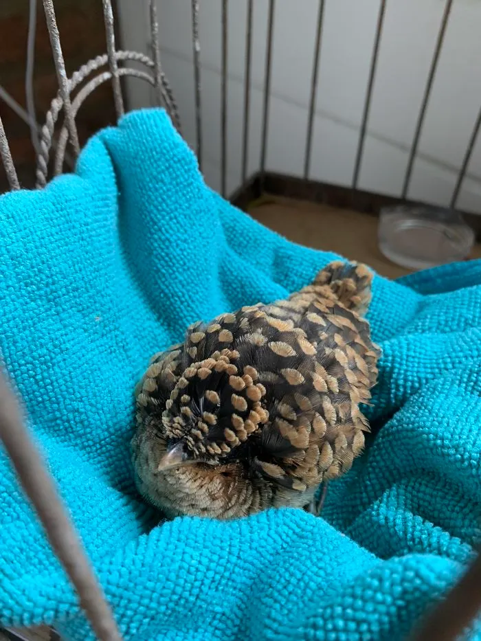 This Baby Bird Looks Like A Pinecone