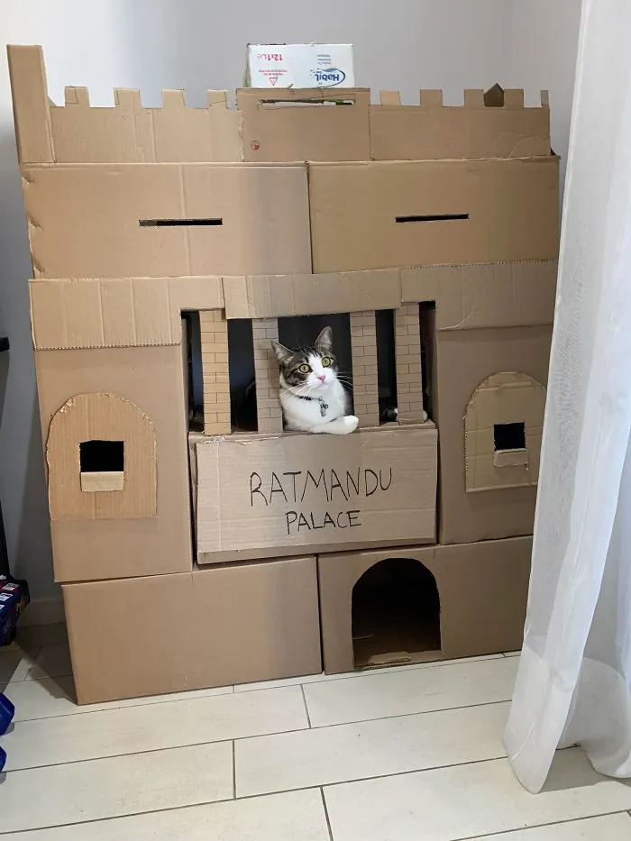 30 Times People Built Their Cats A Cardboard Fort And It's An Ecological Solution To Where To Put All The Boxes