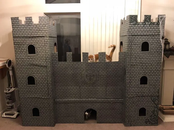 30 Times People Built Their Cats A Cardboard Fort And It's An Ecological Solution To Where To Put All The Boxes