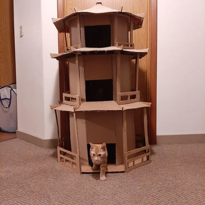 30 Times People Built Their Cats A Cardboard Fort And It's An Ecological Solution To Where To Put All The Boxes