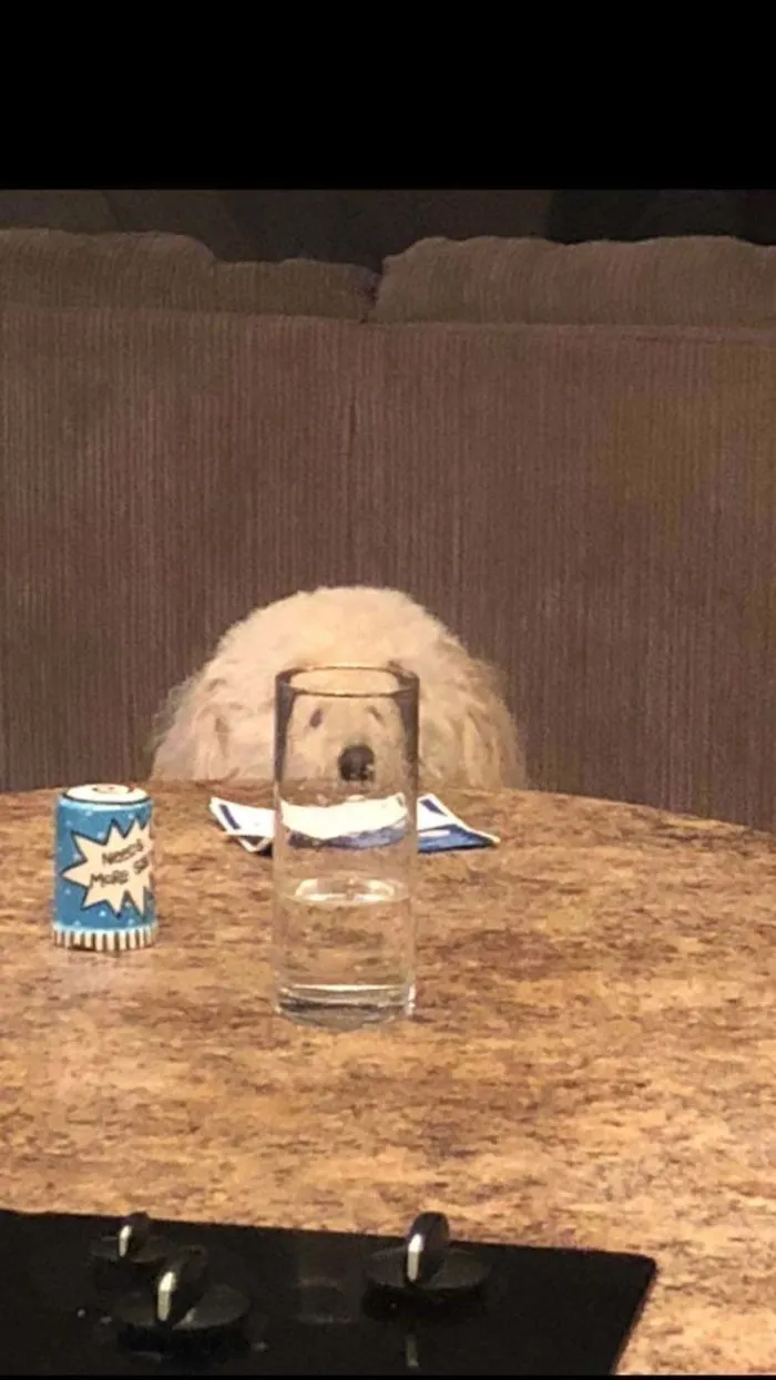 People Are Sharing Hilarious Distorted Pictures Of Animals Through Glasses (20 Pics)
