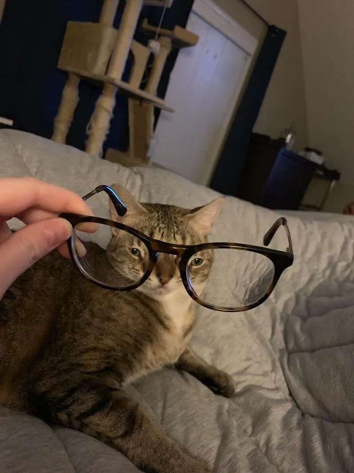 People Are Sharing Hilarious Distorted Pictures Of Animals Through Glasses (20 Pics)