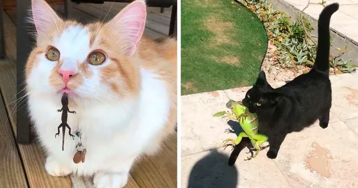 40 Gatos que se encontraron con lagartos y dieron lugar a estas divertidas fotos