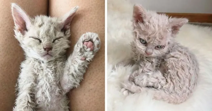 Estos gatos son muy diferentes de los que sueles ver (30 fotos)