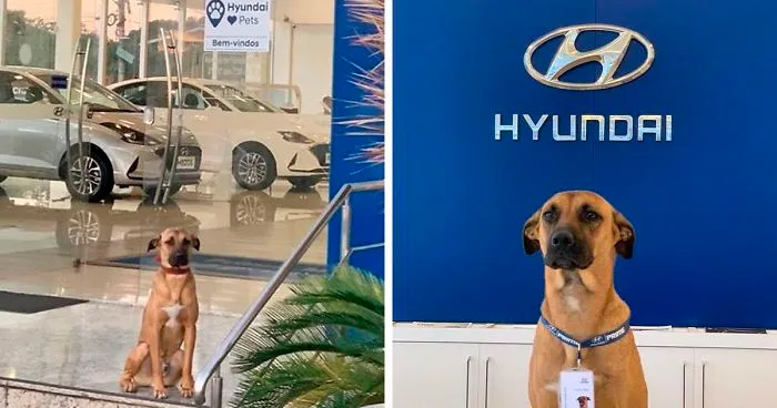 Este perro callejero solía visitar un concesionario de Hyundai, y al final le dieron un trabajo y su propia placa