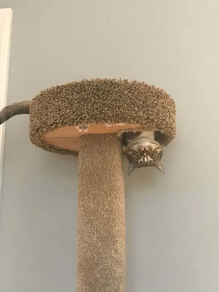 40 Cats Who Decided That Disobeying Their Owners Is Not Enough So They Defied The Laws Of Physics As Well