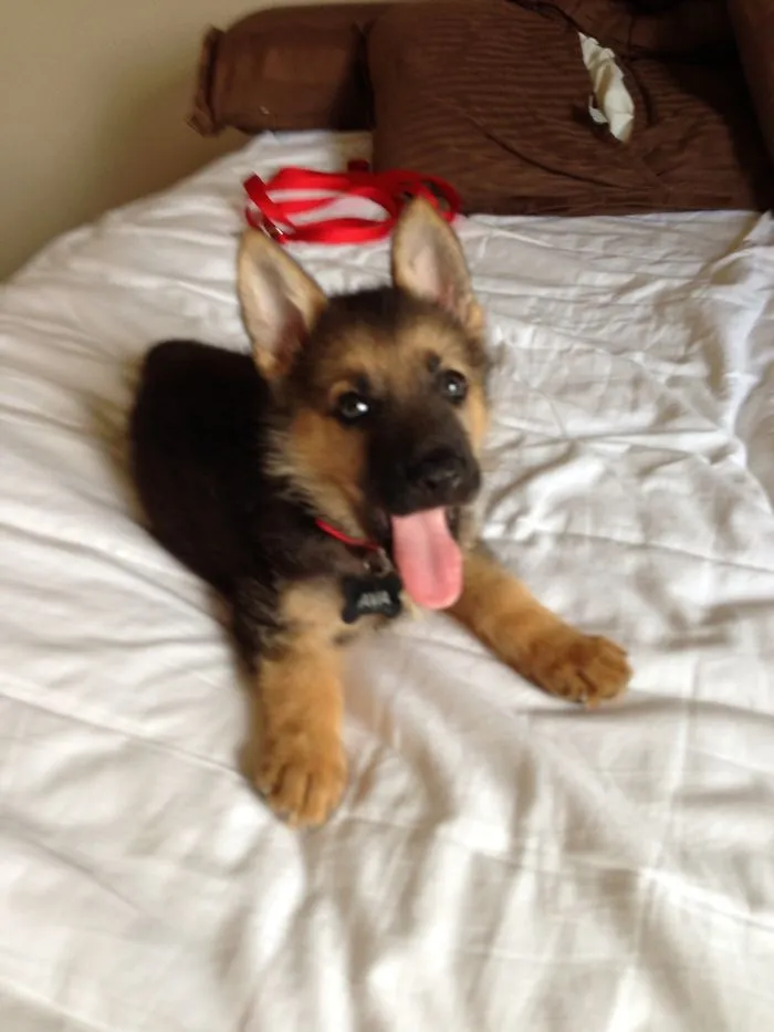 My Favorite Little German Shepherd