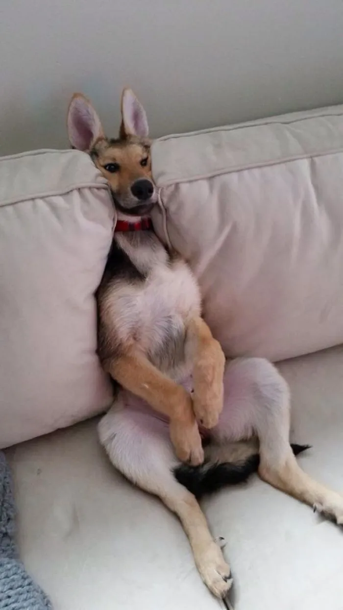 German Shepherd? I Think We Adopted A Kangaroo
