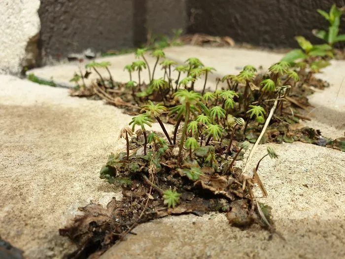 Estas plantitas en mi jardín parecen un oasis en el desierto