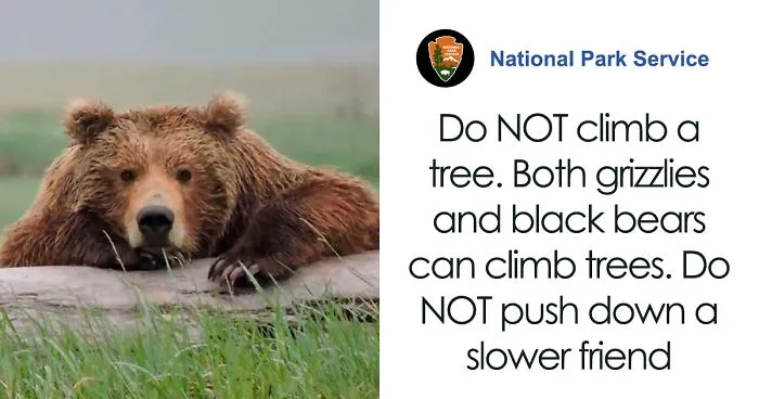 National Park Service Shares A Hilarious PSA On What To Do And Not To Do In Case Of A Bear Encounter