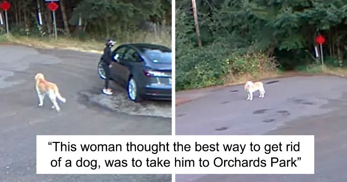 Cruel Owner Leads Tail-Wagging Senior Labrador Into The Woods, Abandons Him, And Drives Off In Her Tesla