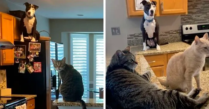 Este pitbull rescatado cree ser un gato, y su nueva familia no para de subir fotos que lo demuestran