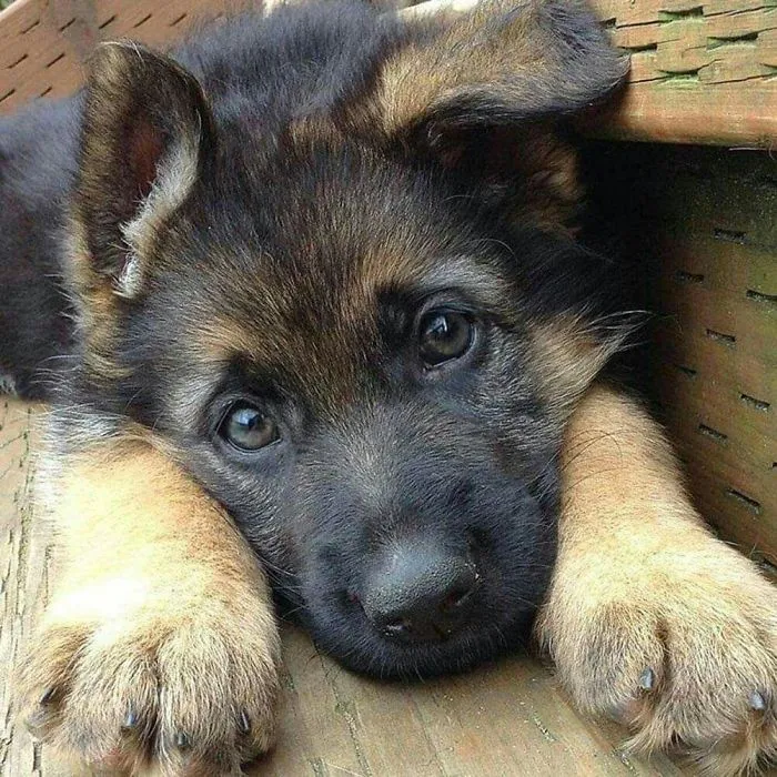 Cute Boi