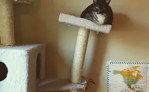 40 Cats Who Decided That Disobeying Their Owners Is Not Enough So They Defied The Laws Of Physics As Well