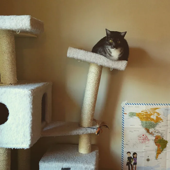 Funny-Cats-Defying-Gravity-Physics